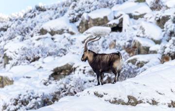 Gredos: Dağların Kralı